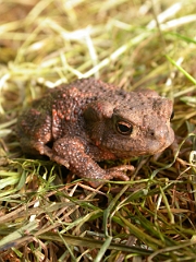 David Plant Photography - Wildlife Photographer - Common toad juvenile - B